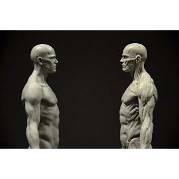 Male Anatomy Figure 11-inch Anatomical Reference for Artists