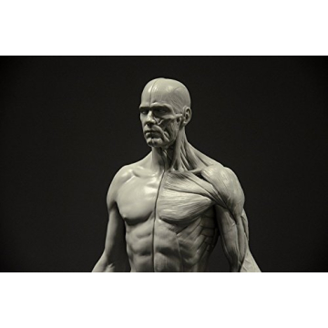 Male Anatomy Figure 11-inch Anatomical Reference for Artists