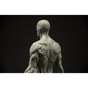 Male Anatomy Figure 11-inch Anatomical Reference for Artists