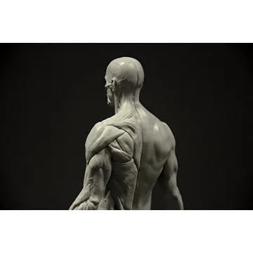 Male Anatomy Figure 11-inch Anatomical Reference for Artists