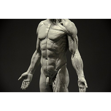 Male Anatomy Figure 11-inch Anatomical Reference for Artists