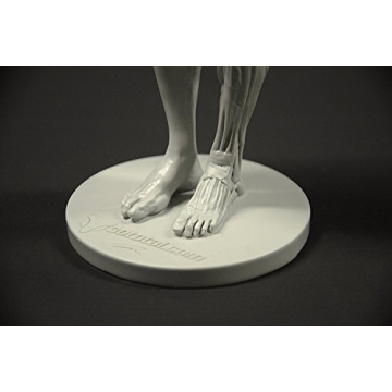 Male Anatomy Figure 11-inch Anatomical Reference for Artists