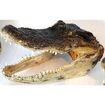 Genuine American Alligator Head - Unique Home Decor