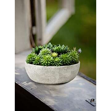 Serene Spaces Living Echeveria Succulent Mix in Bowl, Perfect for Weddings and Home Décor, Real Looking Succulent for Decoration, Measures 10in Diameter x 7in High, Sold Individually