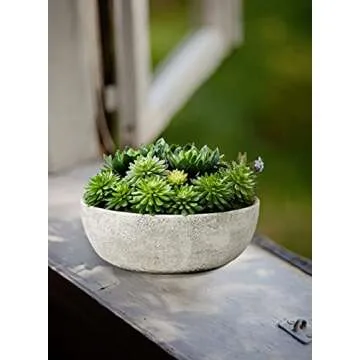 Serene Spaces Living Echeveria Succulent Mix in Bowl, Perfect for Weddings and Home Décor, Real Looking Succulent for Decoration, Measures 10in Diameter x 7in High, Sold Individually