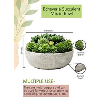 Serene Spaces Living Echeveria Succulent Mix in Bowl, Perfect for Weddings and Home Décor, Real Looking Succulent for Decoration, Measures 10in Diameter x 7in High, Sold Individually