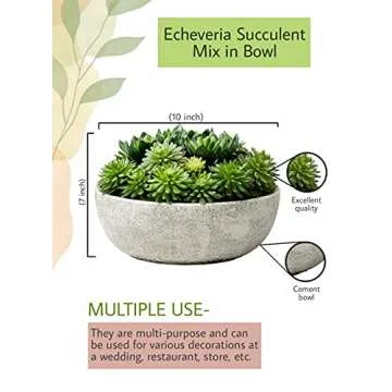 Serene Spaces Living Echeveria Succulent Mix in Bowl, Perfect for Weddings and Home Décor, Real Looking Succulent for Decoration, Measures 10in Diameter x 7in High, Sold Individually
