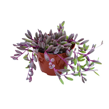 Live Succulent Othonna Capensis Ruby Necklace for Decor