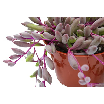 Live Succulent Othonna Capensis Ruby Necklace for Decor