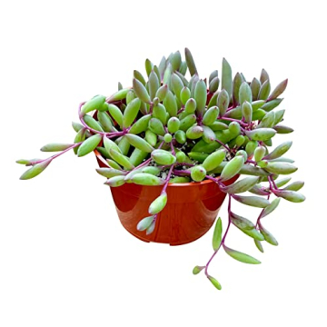Live Succulent Othonna Capensis Ruby Necklace for Decor