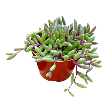 Live Succulent Othonna Capensis Ruby Necklace for Decor