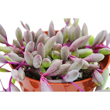 Live Succulent Othonna Capensis Ruby Necklace for Decor