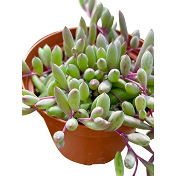 Live Succulent Othonna Capensis Ruby Necklace for Decor