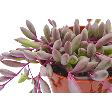 Live Succulent Othonna Capensis Ruby Necklace for Decor