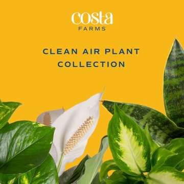 Costa Farms Live House Plants (4 Pack), Easy to Grow Live Indoor Houseplants, Grower's Choice Air Pu...