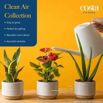 Buy Costa Farms Live House Plants (4 Pack) for Indoor Air Quality