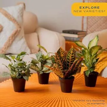 Buy Costa Farms Live House Plants (4 Pack) for Indoor Air Quality