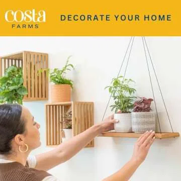 Buy Costa Farms Live House Plants (4 Pack) for Indoor Air Quality