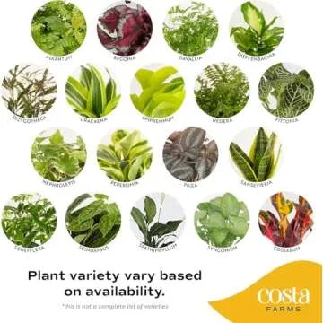 Buy Costa Farms Live House Plants (4 Pack) for Indoor Air Quality
