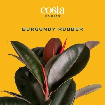 Costa Farms Burgundy Rubber Plant - Stunning Indoor Décor