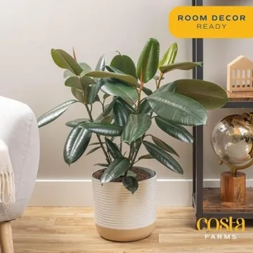 Costa Farms Burgundy Rubber Plant - Stunning Indoor Décor
