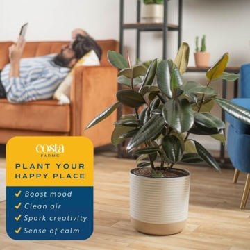 Costa Farms Burgundy Rubber Plant - Stunning Indoor Décor