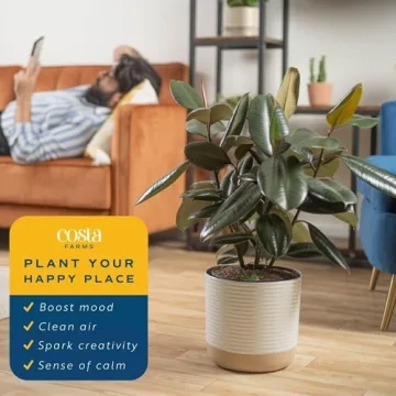 Costa Farms Burgundy Rubber Plant - Stunning Indoor Décor