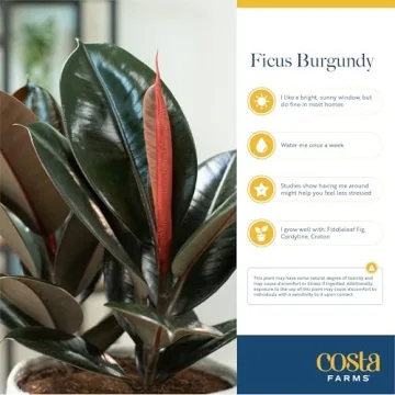 Costa Farms Burgundy Rubber Plant - Stunning Indoor Décor