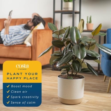 Costa Farms Burgundy Rubber Plant - Stunning Indoor Décor