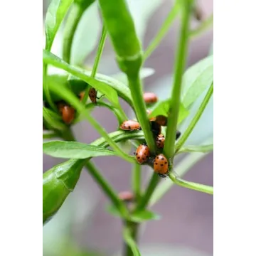 1500 Live Ladybugs for Natural Pest Control - Guaranteed Alive