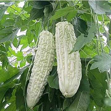 White Pearl Bitter Melon Seeds Momordica Charantia Balsam Pear 15 Seeds