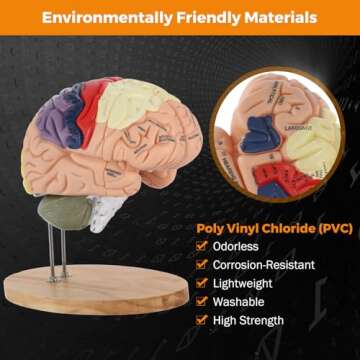 BEAMNOVA Human Brain Model 2 Times Life Size for Neuroscience Teaching with Labels Anatomy Model for...