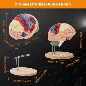 BEAMNOVA Human Brain Model 2 Times Life Size for Neuroscience Teaching with Labels Anatomy Model for Learning Science Classroom Study Display Medical Model