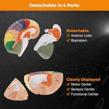 BEAMNOVA Human Brain Model 2 Times Life Size for Neuroscience Teaching with Labels Anatomy Model for Learning Science Classroom Study Display Medical Model