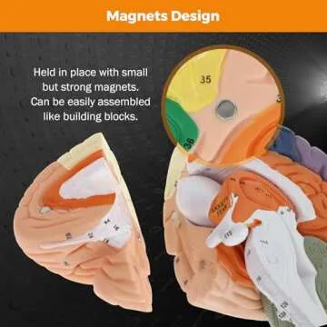 BEAMNOVA Human Brain Model 2 Times Life Size for Neuroscience Teaching with Labels Anatomy Model for Learning Science Classroom Study Display Medical Model