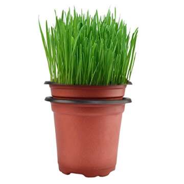 Oubest Plastic Plant Nursery Pots 6" 50 pcs Reusable for Seed Starting Seedlings Cuttings Transplanting Flower Plant Pots