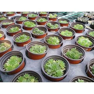 Oubest Plastic Plant Nursery Pots 6" 50 pcs Reusable for Seed Starting Seedlings Cuttings Transplanting Flower Plant Pots