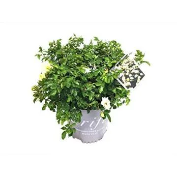 Star Roses Popcorn Drift Rose - Vibrant and Resilient Blooms