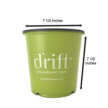 Star Roses Popcorn Drift Rose - Vibrant and Resilient Blooms