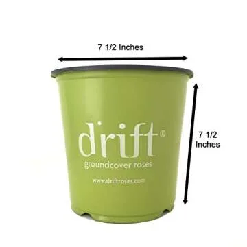 Star Roses Popcorn Drift Rose - Vibrant and Resilient Blooms