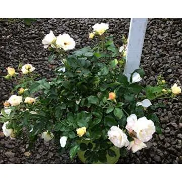 Star Roses Popcorn Drift Rose - Vibrant and Resilient Blooms