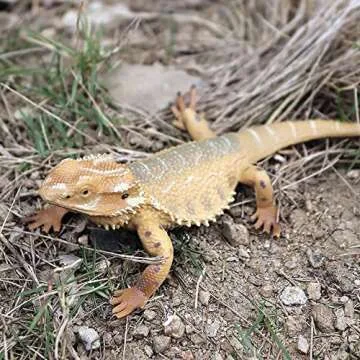 Rich Boxer 5'' Lizard Figurine Bearded Dragon Animal Figurine Plastic Lizard Reptile Model for Home Garden Decoration
