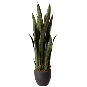 35in. Green Sansevieria in Stylish Black Planter