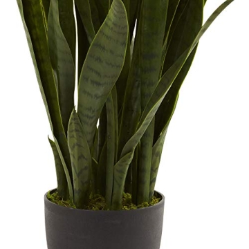 35in. Green Sansevieria in Stylish Black Planter