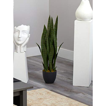 35in. Green Sansevieria in Stylish Black Planter