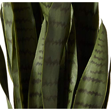 35in. Green Sansevieria in Stylish Black Planter