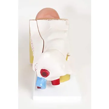 Large Ear Model for Anatomy Studies and Education