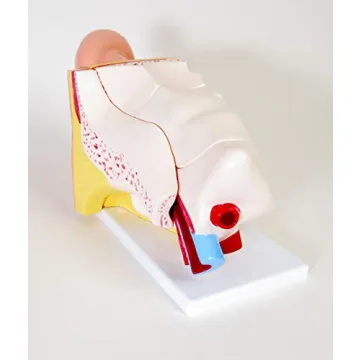 Large Ear Model for Anatomy Studies and Education