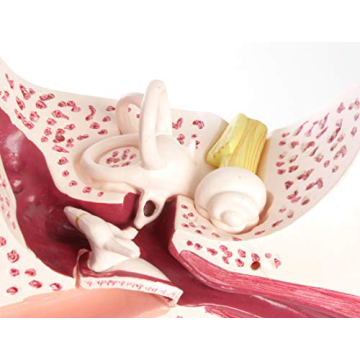 Large Ear Model for Anatomy Studies and Education