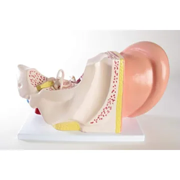 Large Ear Model for Anatomy Studies and Education